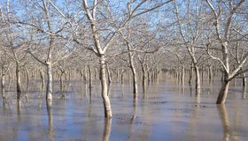 Flooded_walnut_orchard_in_Butte_County,_California-L1001234-2a.JPG